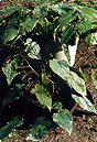 Herba Epimedii Herba Epimedii